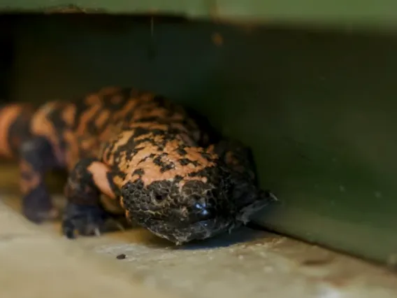 Gila monster