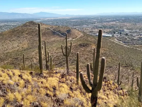 Saguaros on Tumamoc Hill