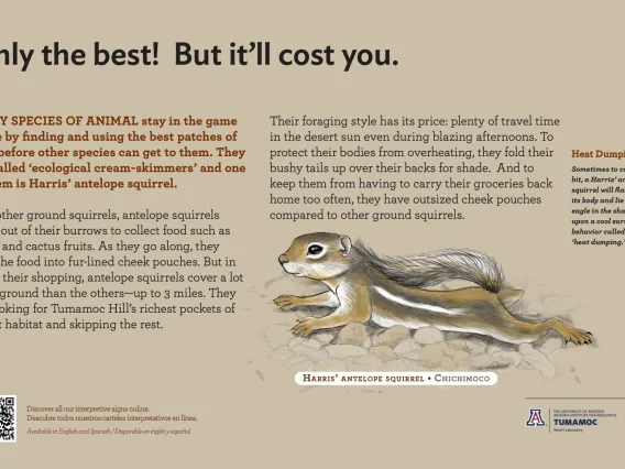 Poster with text explaining ground squirrels with illustration of ground squirrel and QR code leading to the interpretive signs page. 