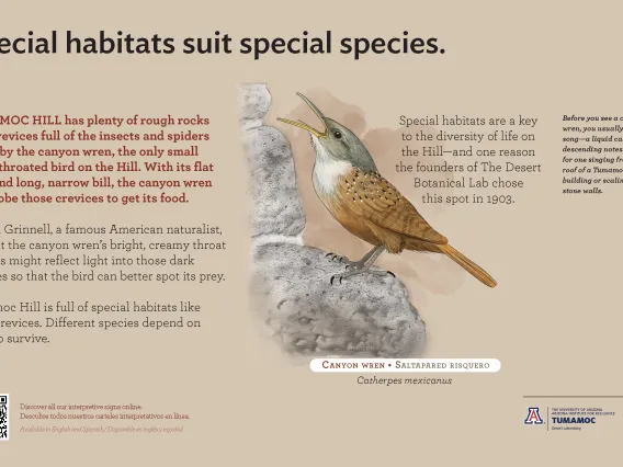 Canyon Wren species sign with descriptive text and color illustration. 