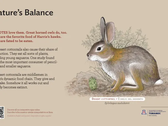 Desert Cottontail species sign with descriptive text and color illustration. 