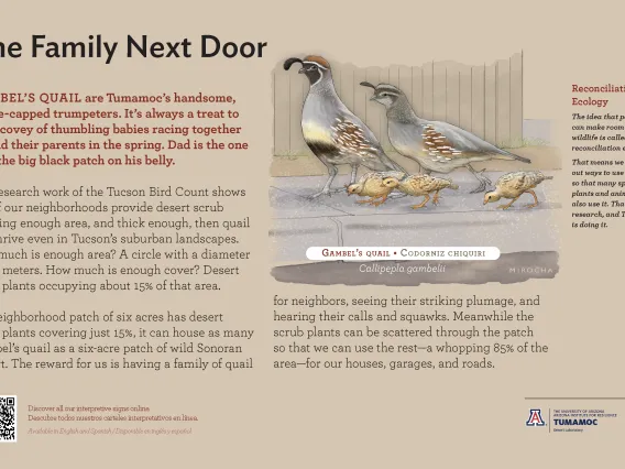 Gambel's Quail species sign with descriptive text and color illustration. 