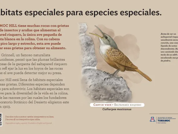 Spanish Canyon Wren species sign with descriptive text and color illustration. 