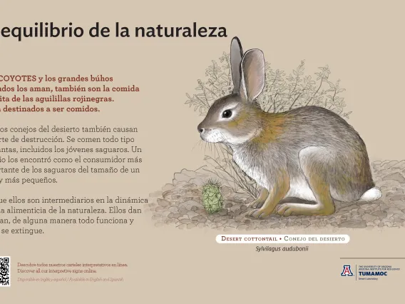 Spanish Desert Cottontail species sign with descriptive text and color illustration. 