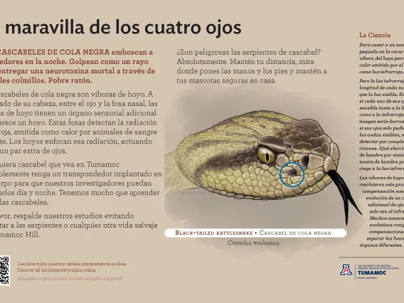 Spanish Black-Tailed Rattlesnake species sign with descriptive text and color illustration. 