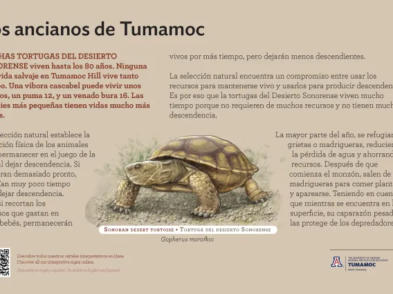 Spanish Sonoran Desert Tortoise species sign with descriptive text and color illustration. 