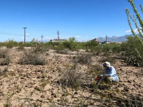 Researcher Frank Reichenbacher kneels in the field near his Globeberry study plants