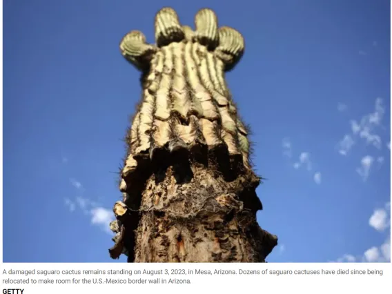 A damaged saguaro cactus remains standing on August 3, 2023, in Mesa, Arizona.