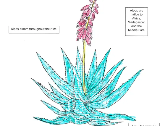 coloring page of aloe vera