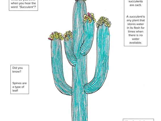 coloring page of saguaro cactus