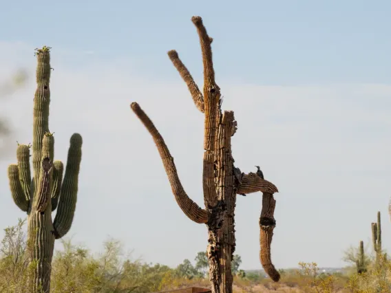 Photo of two saguaros, the older with a woodpecker living in it. 