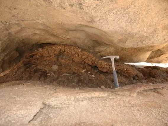 Paleo packrat midden in Joshua Tree National Park