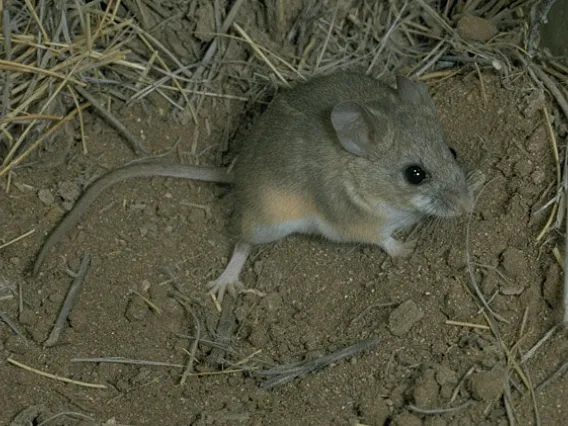 Cactus mouse