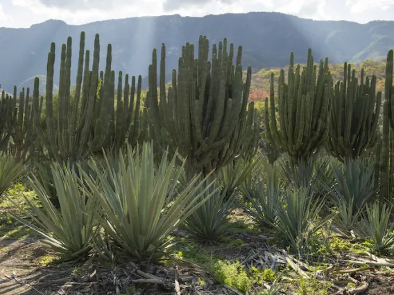 large cacti