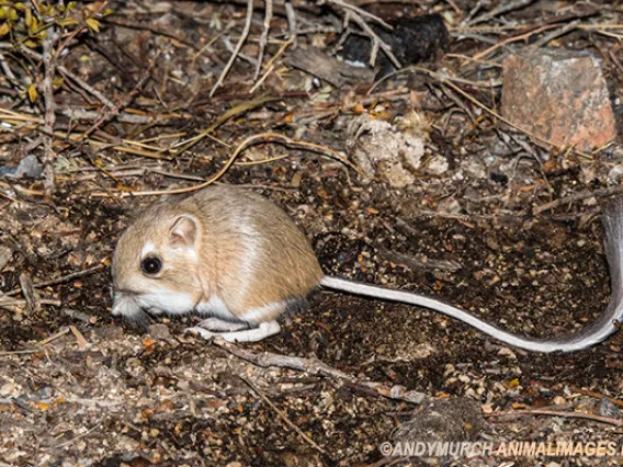 Merriam's Kangaroo rat