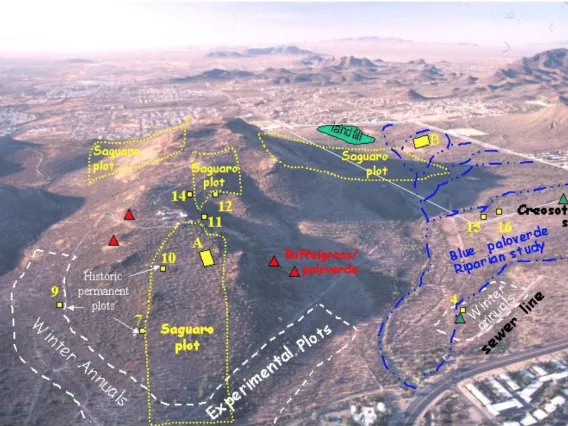 Tumamoc research plots