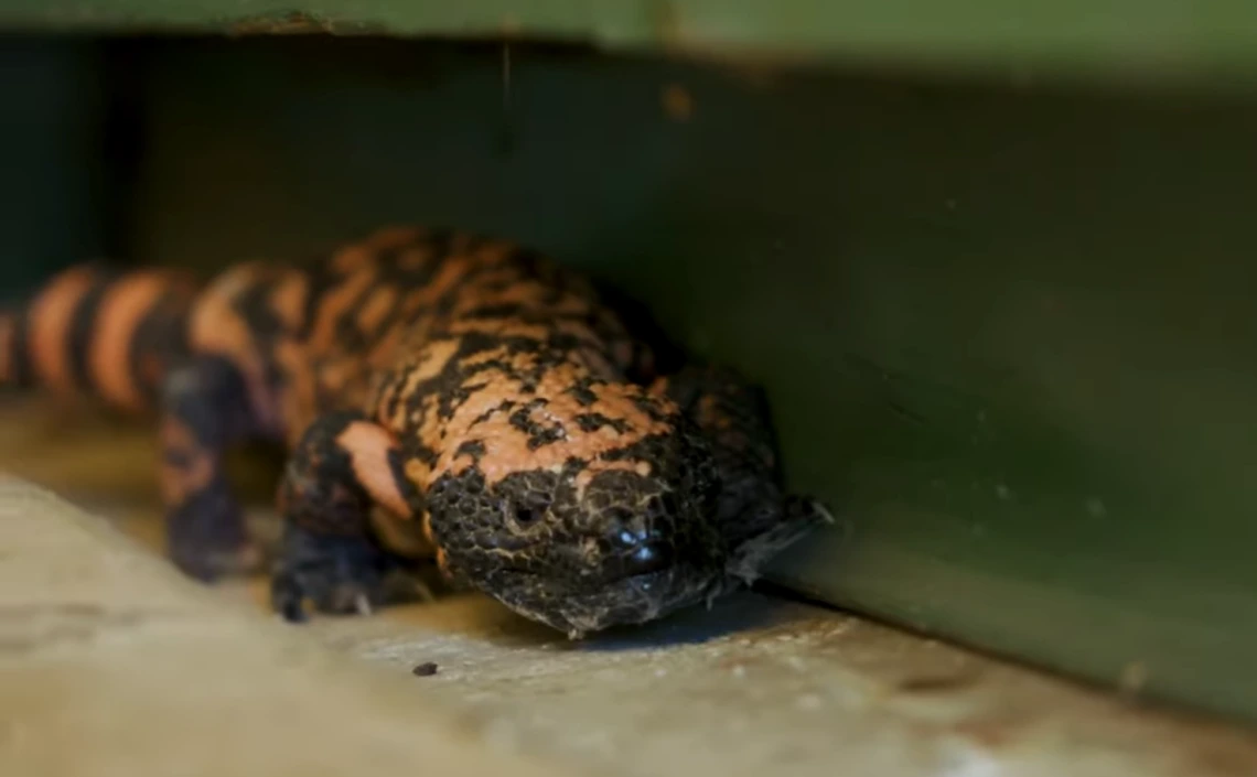 Gila monster