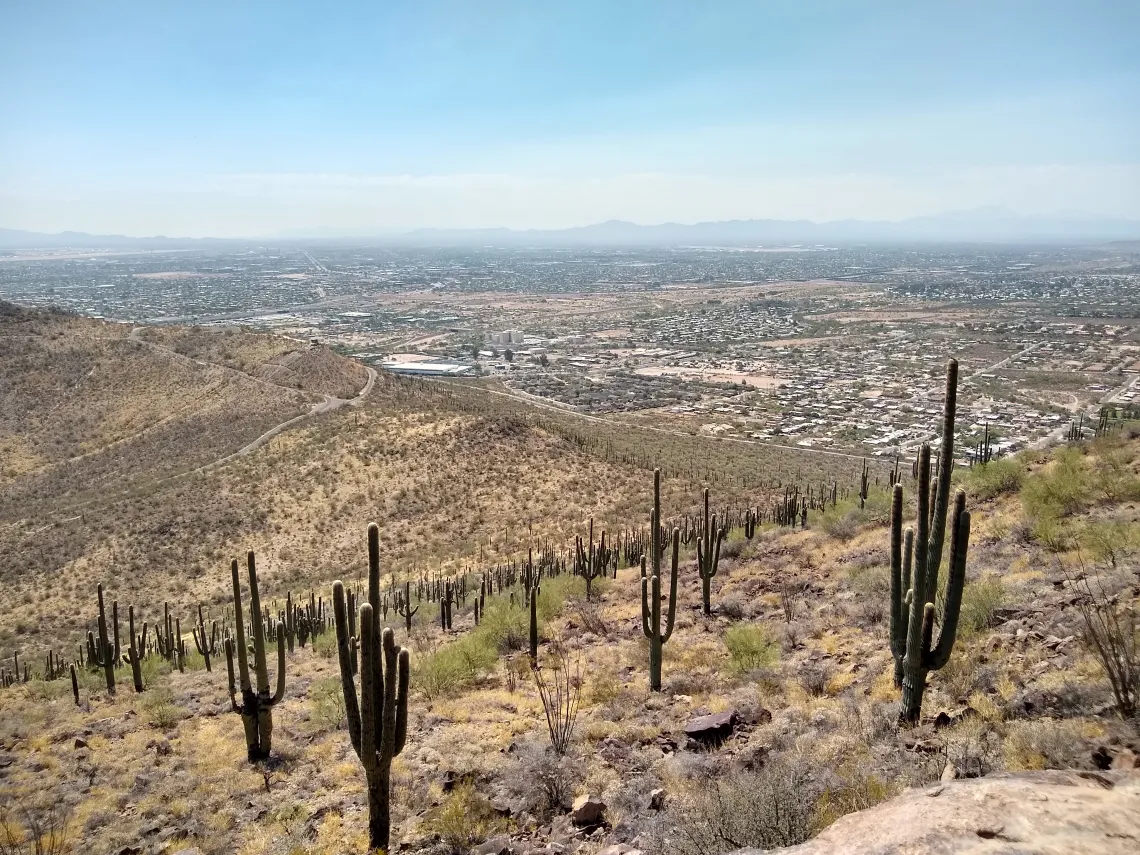 Saguaros on Tumamoc Hill
