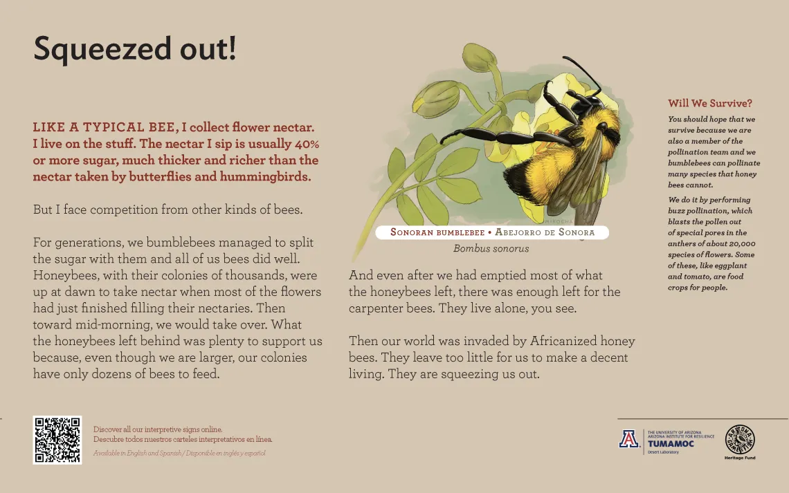 Sonoran Bumblebee species sign with descriptive text and color illustration. 