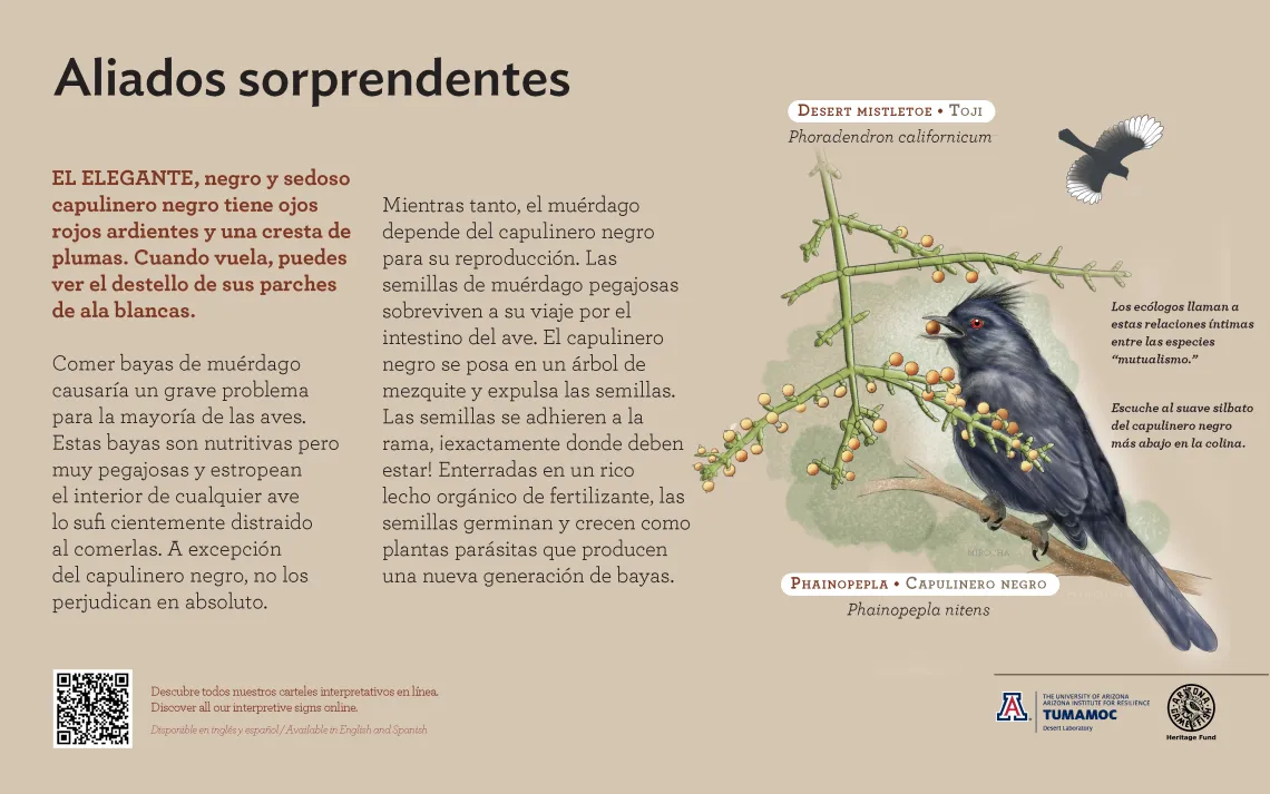 Spanish Phainopepla bird species sign with descriptive text and color illustration. 