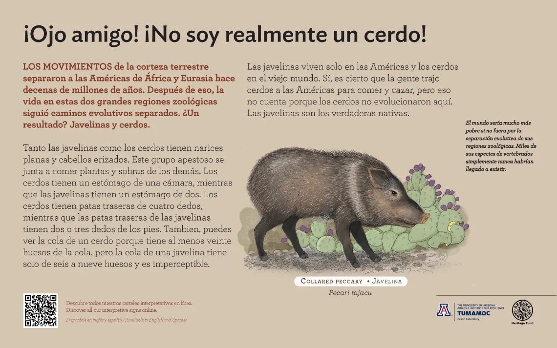 Spanish Javelina species sign with descriptive text and color illustration. 