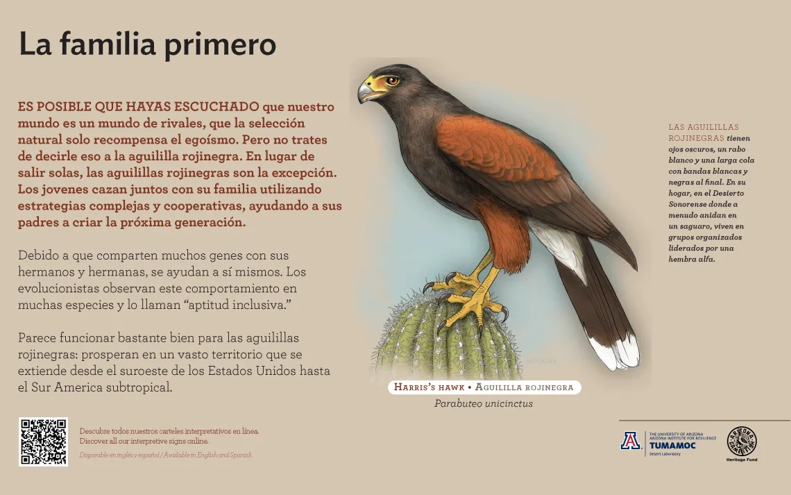 Spanish Harris's Hawk species sign with descriptive text and color illustration. 