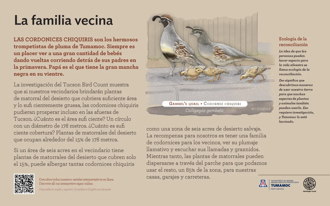 Spanish Gambel's Quail species sign with descriptive text and color illustration. 