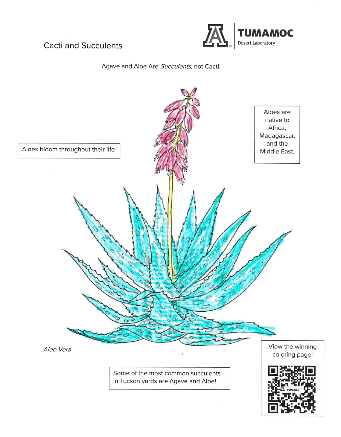 coloring page of aloe vera