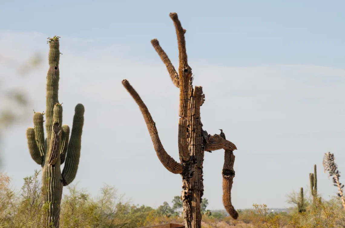 Photo of two saguaros, the older with a woodpecker living in it. 