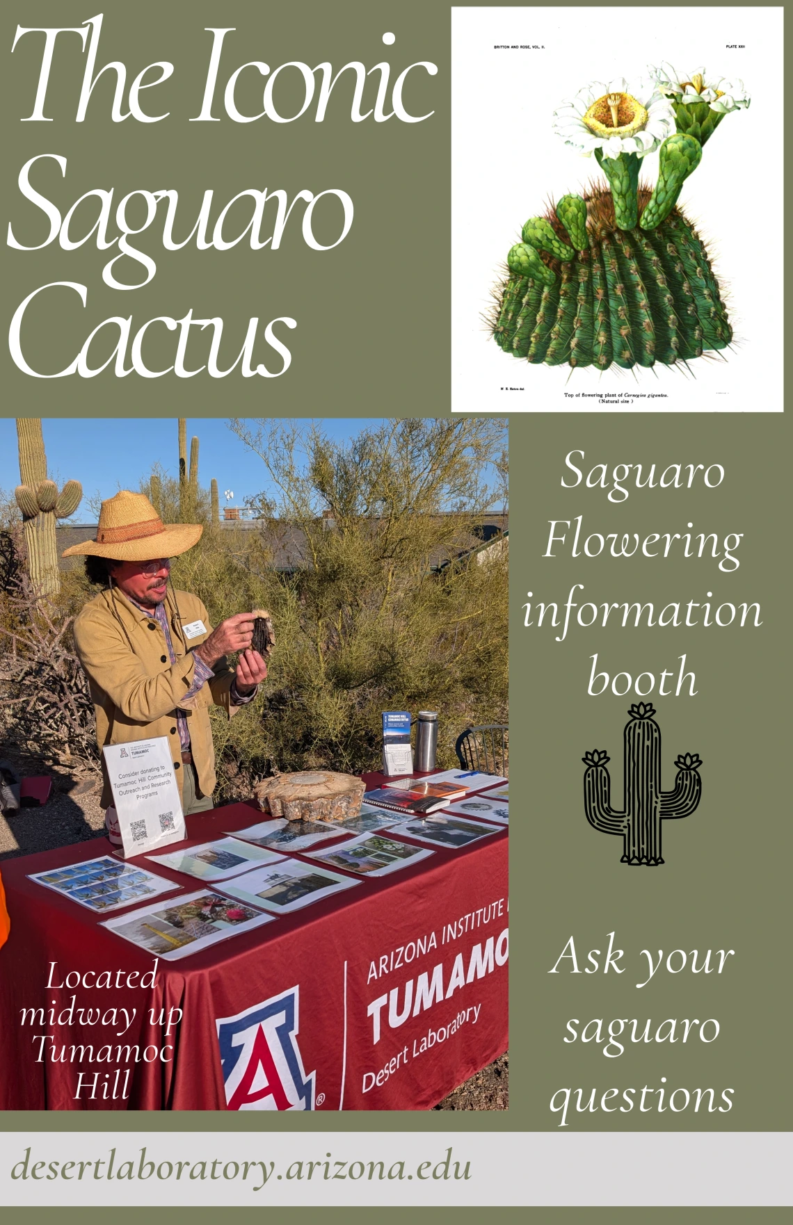 saguaro flowering information booth flyer for Tumamoc Hill