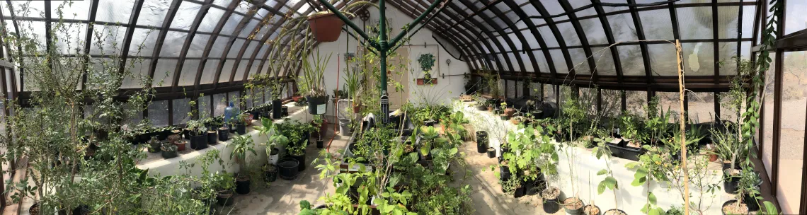  The Desert Laboratory greenhouse today.