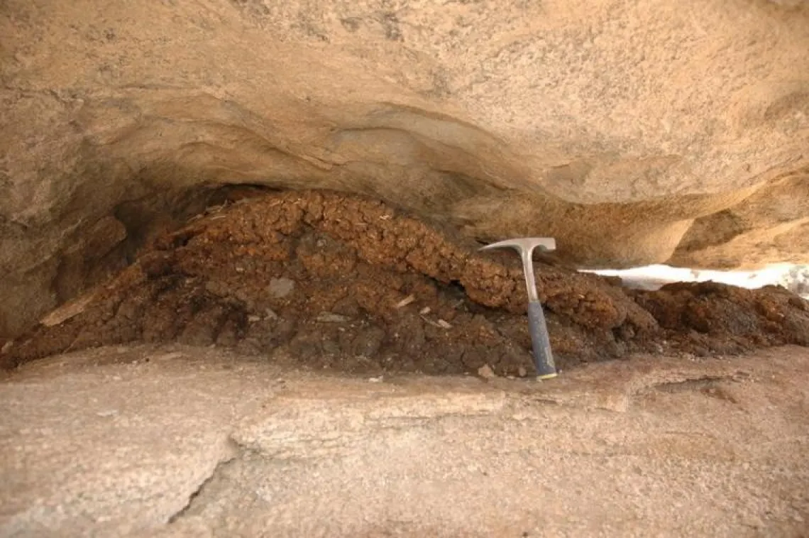 Paleo packrat midden in Joshua Tree National Park