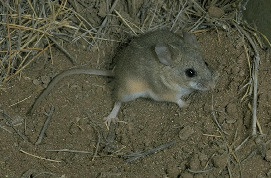 Cactus mouse