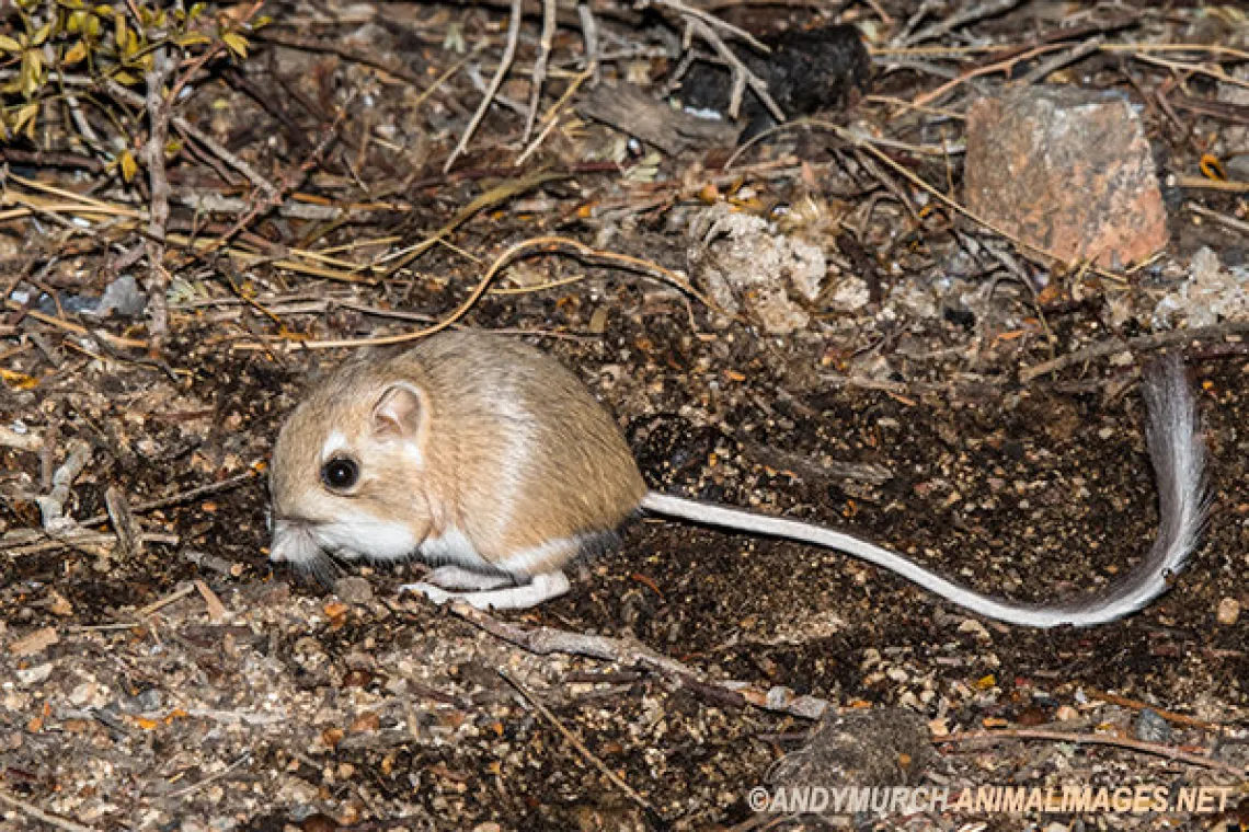 Merriam's Kangaroo rat