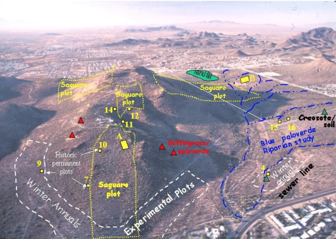 Tumamoc research plots