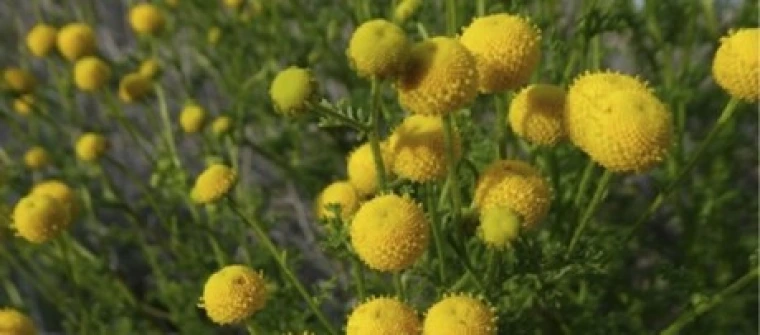 photo of small yellow flowers, showing Stinknet, a highly invasive non-native plant