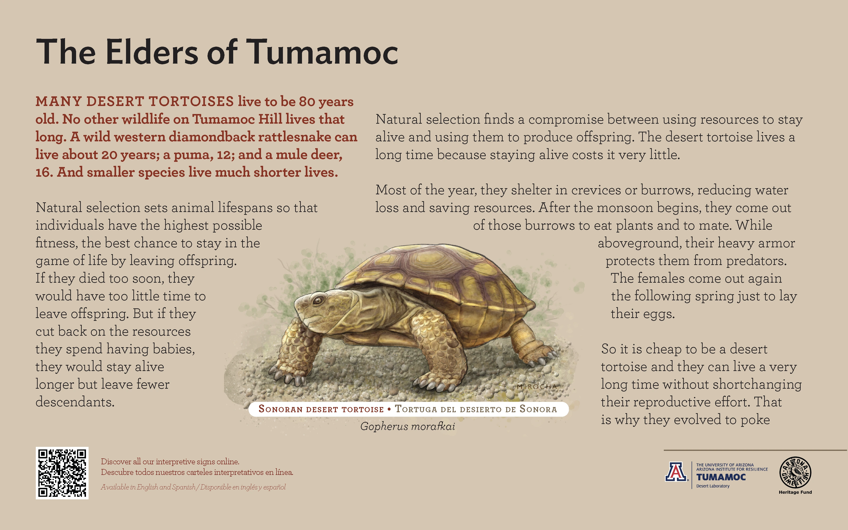 Sonoran Desert Tortoise species sign with descriptive text and color illustration. 