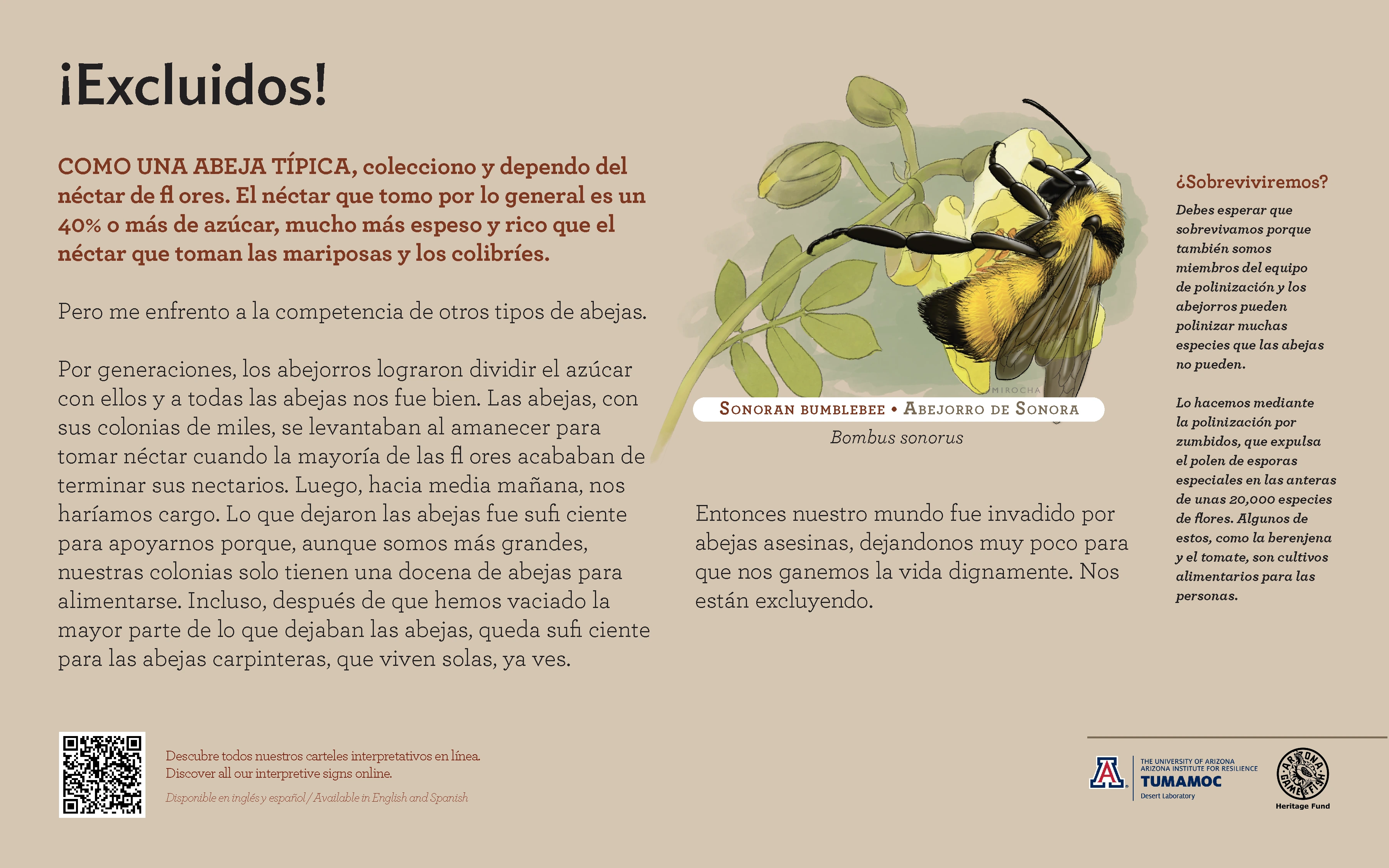 Spanish Sonoran Bumblebee species sign with descriptive text and color illustration. 