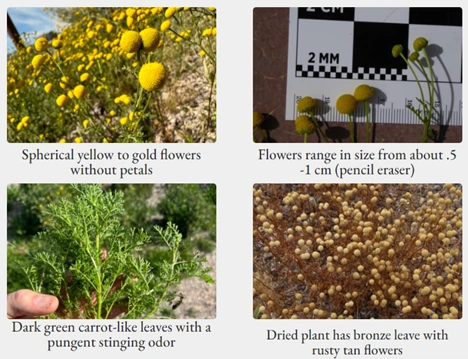 Four photos showing the different life-cycle of the Stinknet plant, and how to identify