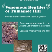 Flyer for Venomous Reptiles on Tumamoc Hill pop-up 